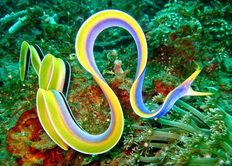 Ribbon eel Murex Marine Life Feature Ribbon EelsMurex Dive Resorts