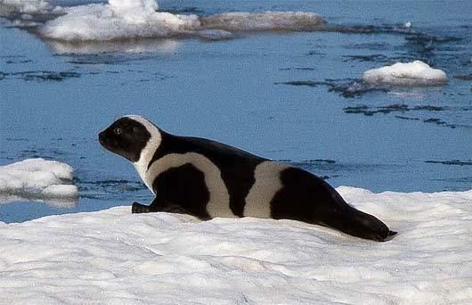 Ribbon seal Ribbon Seal Chocolate and Cream Colored Arctic Mammal Animal