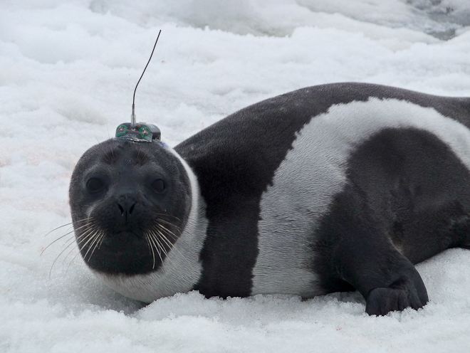 Ribbon seal Rarely seen Arctic ribbon seal comes ashore in Washington oceans