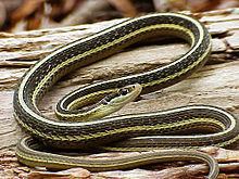 Ribbon snake httpsuploadwikimediaorgwikipediacommonsthu