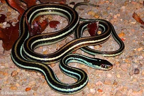 Ribbon snake Snakes of the Brazos Valley Western Ribbon Snake