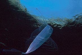 Ribbonfish httpsuploadwikimediaorgwikipediacommonsthu