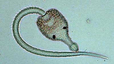 Ribeiroia ondatrae Themes of Parasitology