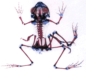 Ribeiroia ondatrae Themes of Parasitology