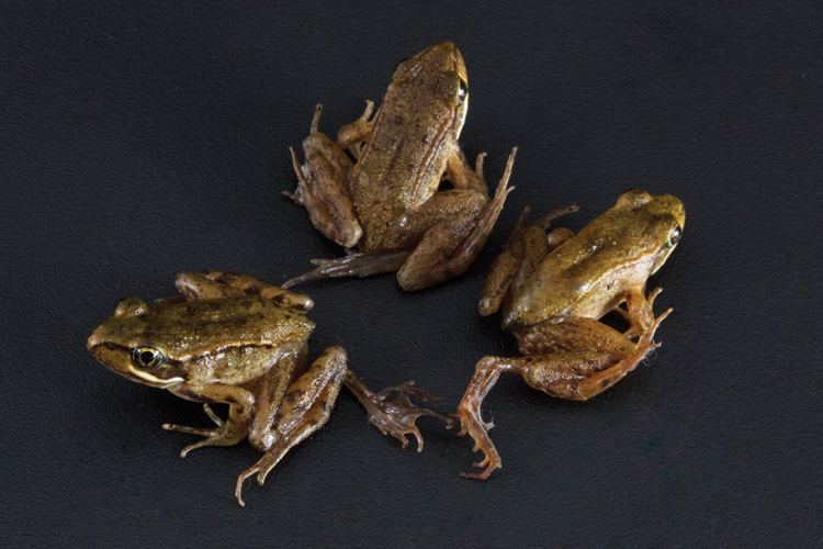 Ribeiroia ondatrae Altered amphibians Freaky frogday High Country News