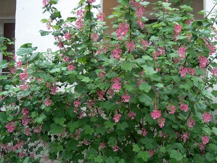 Ribes California ribes gooseberries are spiny and currants are spineless