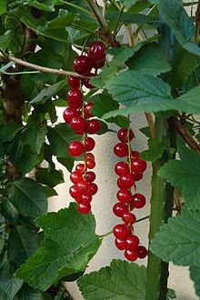 Ribes Ribes Wikipedia