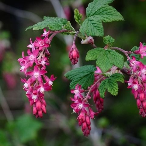 Ribes Ribes Flowering Currant Telegraph Garden Shop
