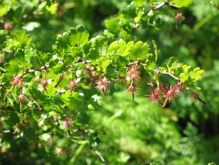 Ribes californicum Ribes californicum The Watershed Nursery