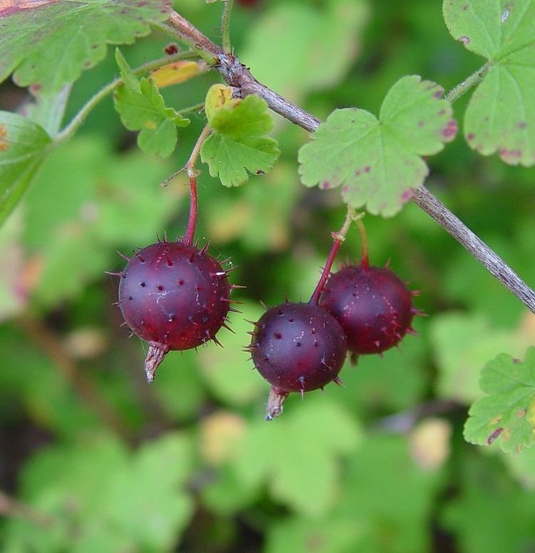 Ribes cynosbati Ribes cynosbati eastern prickly gooseberry Go Botany