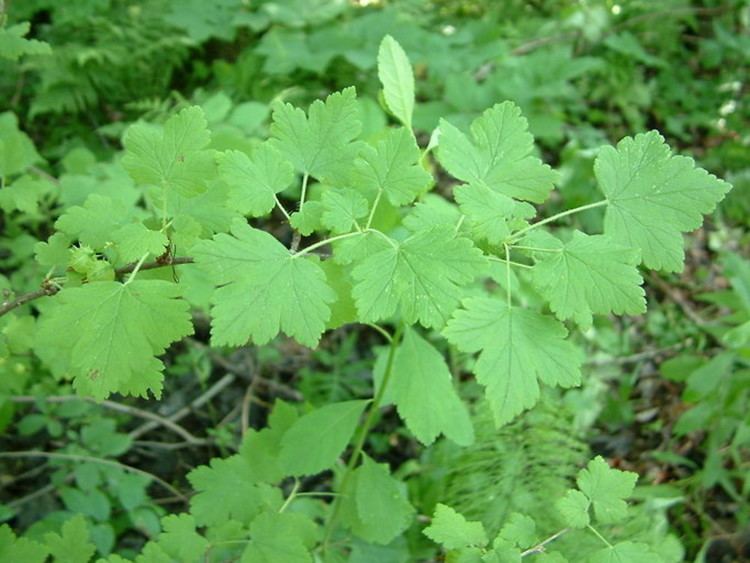 Ribes cynosbati Ribes cynosbati eastern prickly gooseberry Go Botany