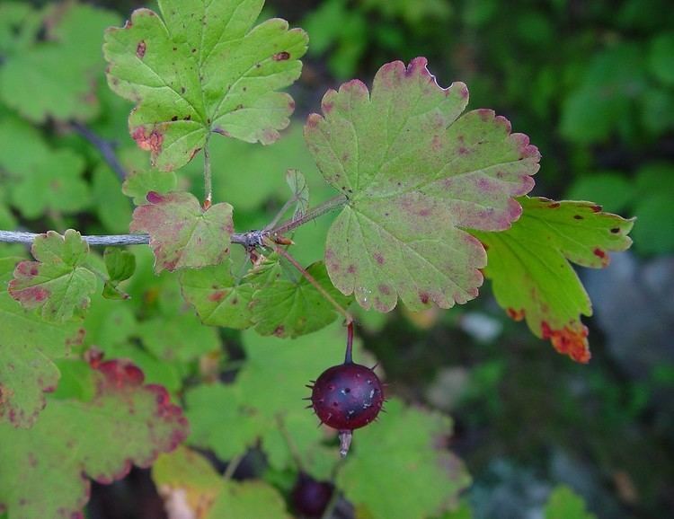 Ribes cynosbati Ribes cynosbati eastern prickly gooseberry Go Botany