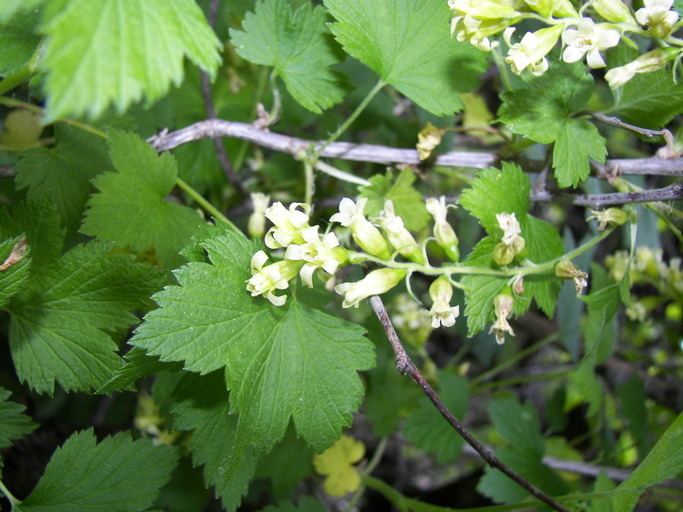 Ribes cynosbati CalPhotos Ribes cynosbati Prickly Gooseberry