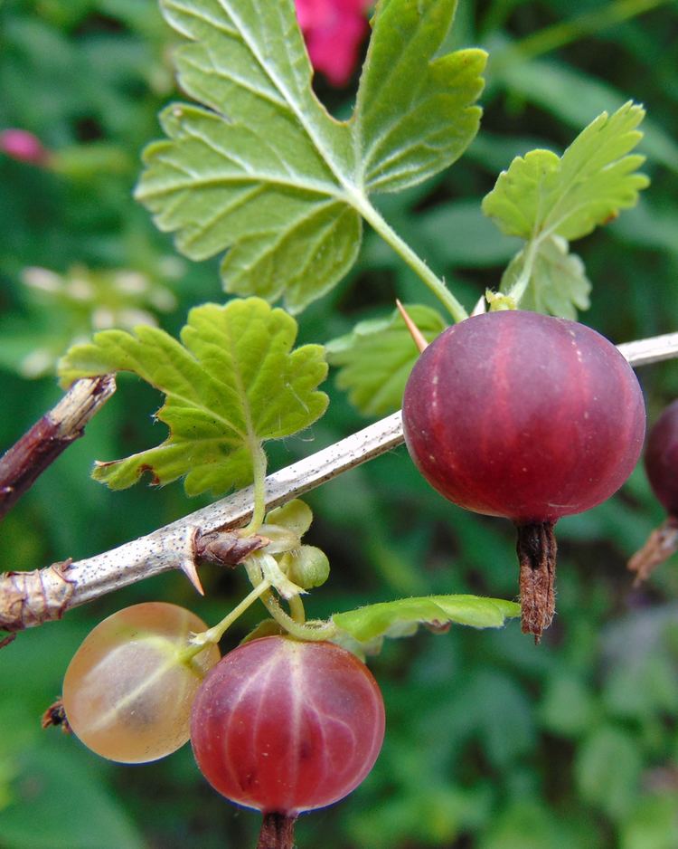 Ribes Ribes hirtellum Wikipedia