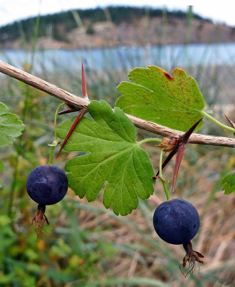 Ribes divaricatum Wild Harvests Coastal Black Gooseberry A Ribes to rave about