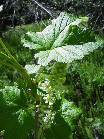 Ribes hudsonianum igtRibes hudsonianumltigt western black currant