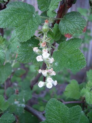 Ribes indecorum Ribes indecorum 3939 White flowering currant from Gold Rush Nursery
