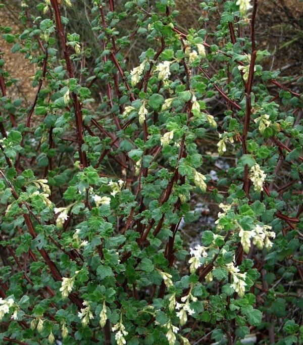 Ribes indecorum Ribes indecorum White flowering currant
