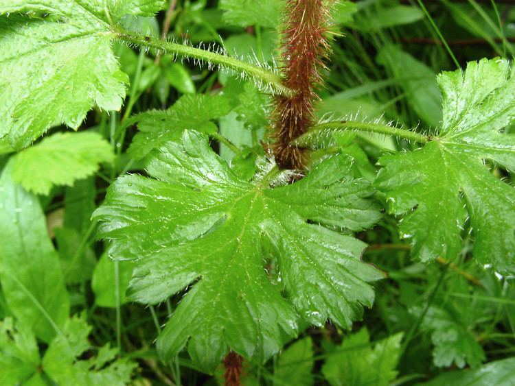 Ribes lacustre Ribes lacustre bristly swamp currant Go Botany