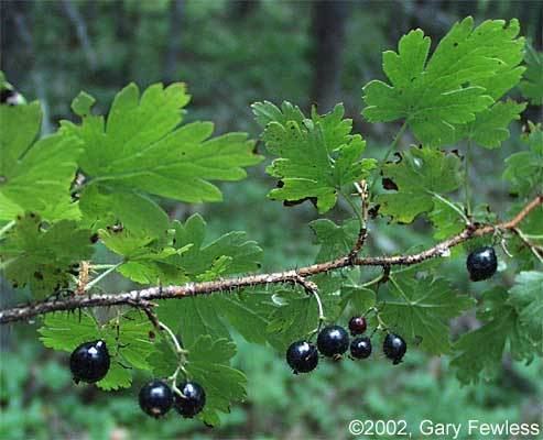 Ribes lacustre Shrubs of Wisconsin Ribes lacustre bristly black currant