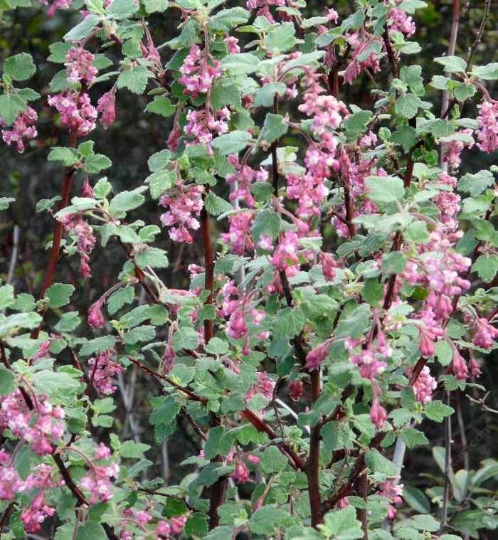 Ribes malvaceum Ribes malvaceum Pink Chaparral currant