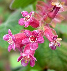 Ribes malvaceum httpsuploadwikimediaorgwikipediacommonsthu