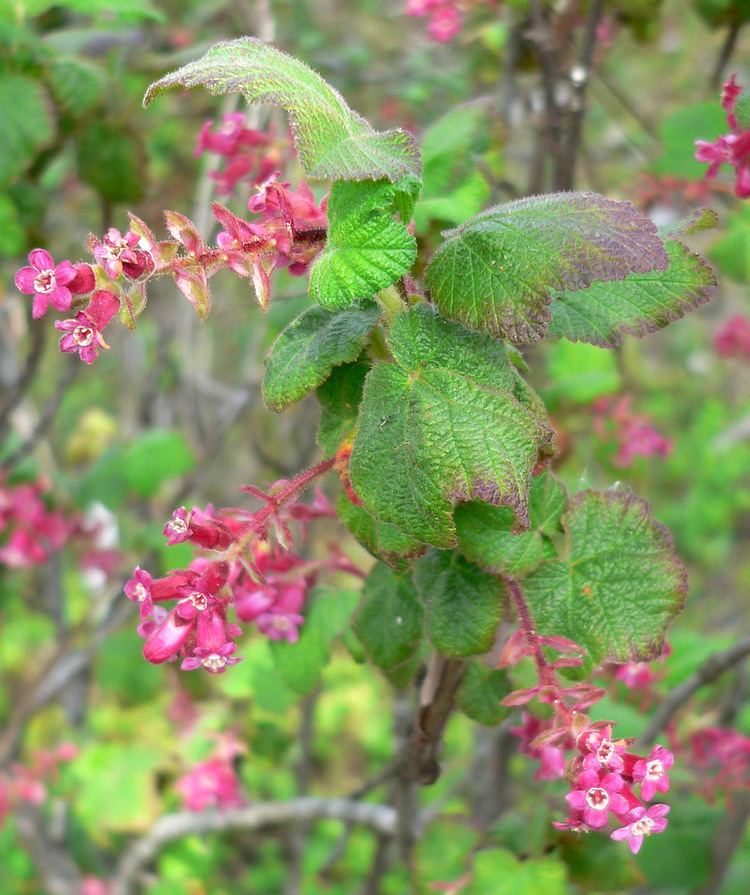 Ribes malvaceum FileRibes malvaceum var veridifolium 1jpg Wikimedia Commons