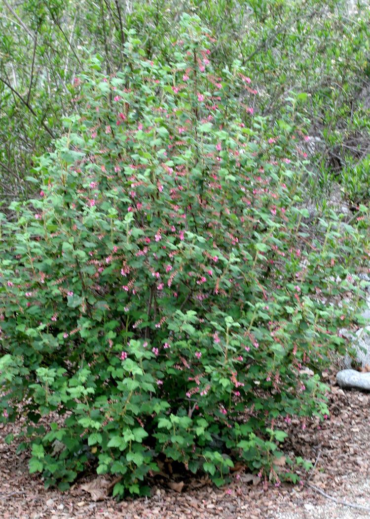 Ribes malvaceum Untitled Document