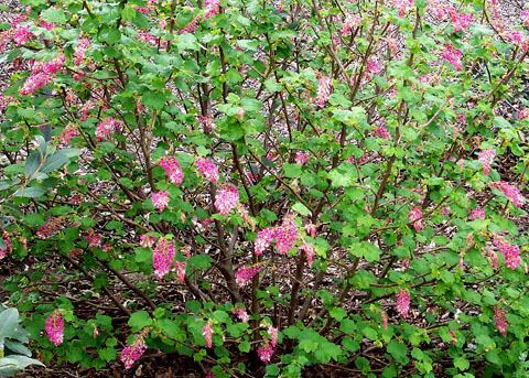 Ribes malvaceum Chaparral Currant Ribes malvaceum