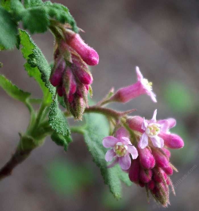 Ribes malvaceum Ribes malvaceum Pink Chaparral currant