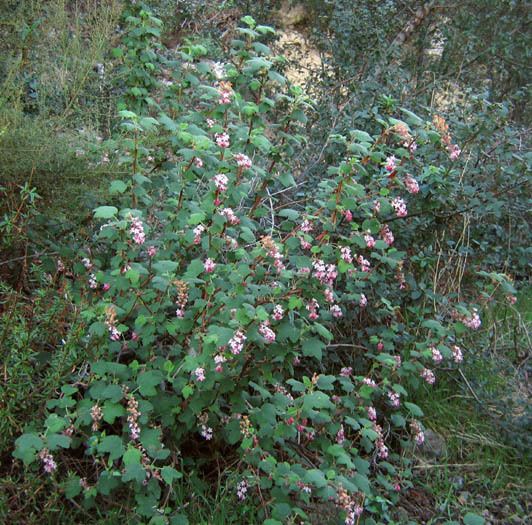 Ribes malvaceum Wildflowers NPS SAMO NRA Ribes malvaceum detail page