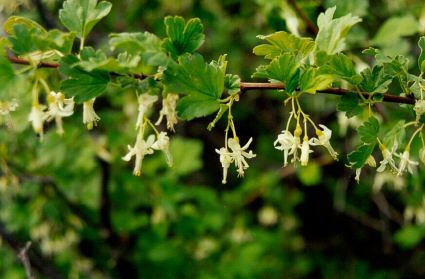 Ribes niveum uploadwikimediaorgwikipediacommons772Ribesn