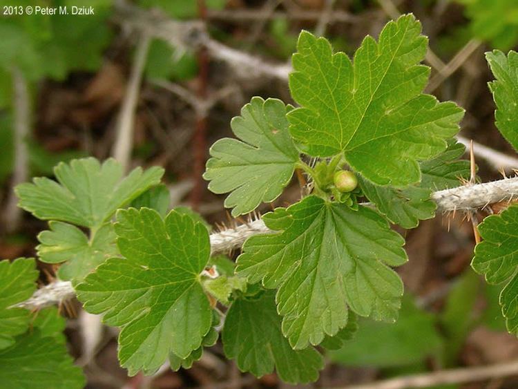 Ribes oxyacanthoides Ribes oxyacanthoides Northern Gooseberry Minnesota Wildflowers