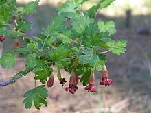 Ribes roezlii httpsuploadwikimediaorgwikipediacommonsthu