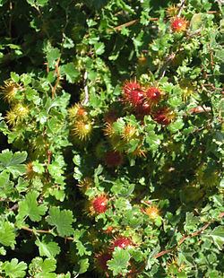 Ribes roezlii Ribes roezlii Wikipedia