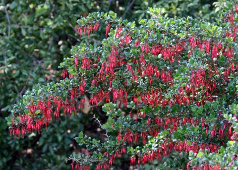 Ribes speciosum Fuchsiaflowered Gooseberry Ribes speciosum