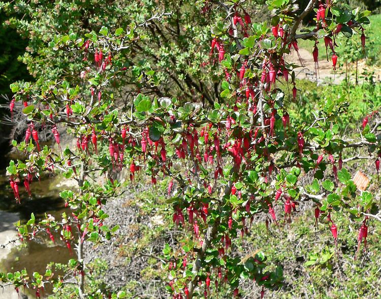Ribes speciosum Ribes speciosum Fuchsia Flowering Gooseberry plant lust