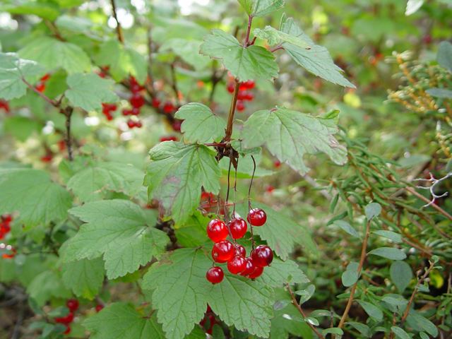 Ribes triste Ribes triste Red currant NPIN