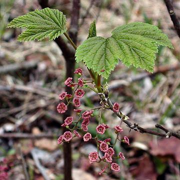 Ribes triste Ribes triste Swamp Red Currant Plants of the Northeastern US