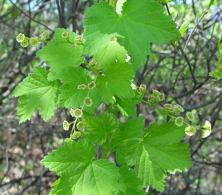 Ribes triste Ribes triste swamp red currant Go Botany