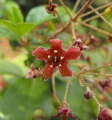 Ribes viburnifolium httpsuploadwikimediaorgwikipediacommonsthu