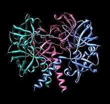 Riboflavin synthase httpsuploadwikimediaorgwikipediacommonsthu