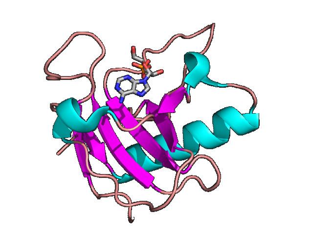 Ribonuclease