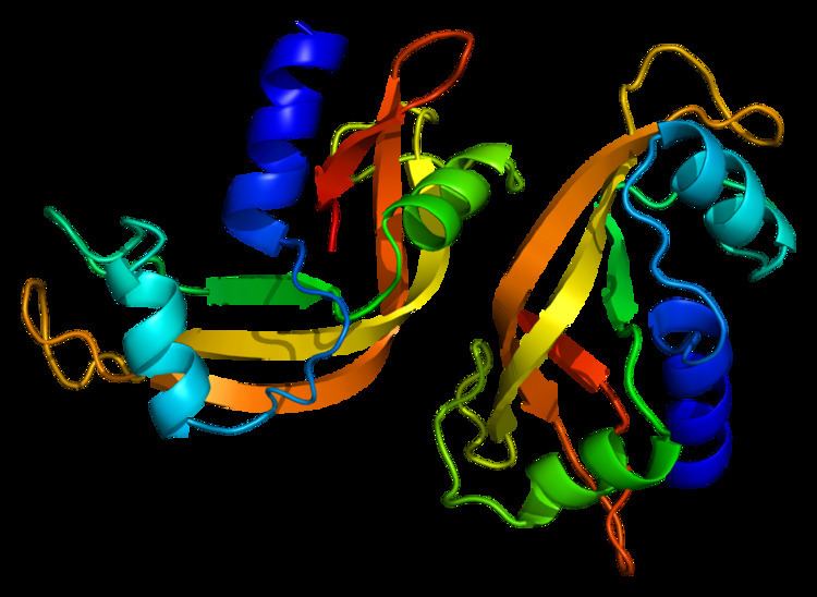 Ribonuclease 4