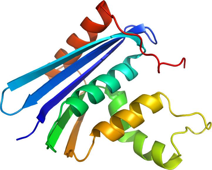 Ribonuclease H