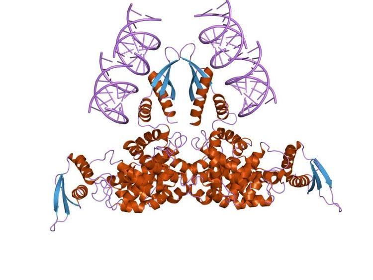 Ribonuclease III