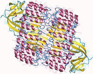 Ribonuclease inhibitor Ribonuclease inhibitor Wikipedia
