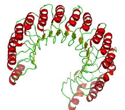Ribonuclease inhibitor Proteins Tertiary Structure