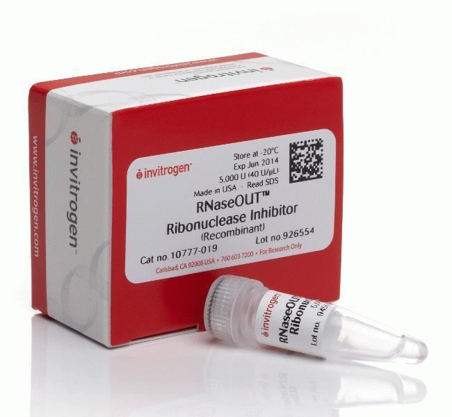 Ribonuclease inhibitor RNaseOUT Recombinant Ribonuclease Inhibitor Thermo Fisher Scientific