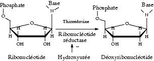 Ribonucleotide Ribonucleotide diphosphate reductase inhibitors Pharmacorama